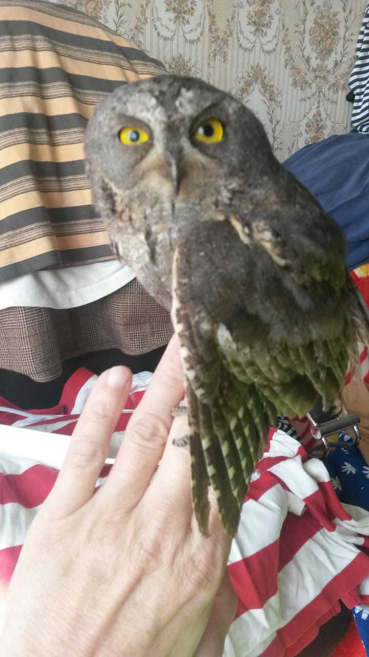 Found an owl with a broken wing - My, Owl, Kindness, The rescue, Vladivostok, Video, Longpost