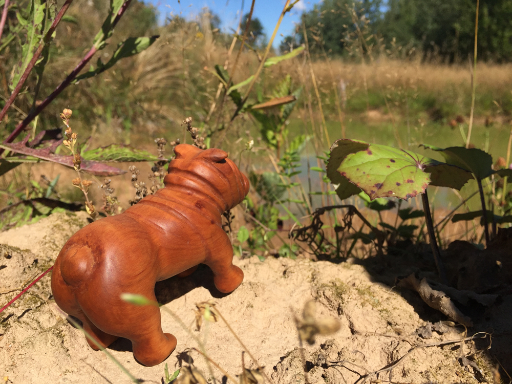 Alder English Bulldog. Wood carving, work No. 8. - My, Bulldog, Wood carving, Creation, Handmade, With your own hands, Tree, Sculpture, Needlework with process, Longpost