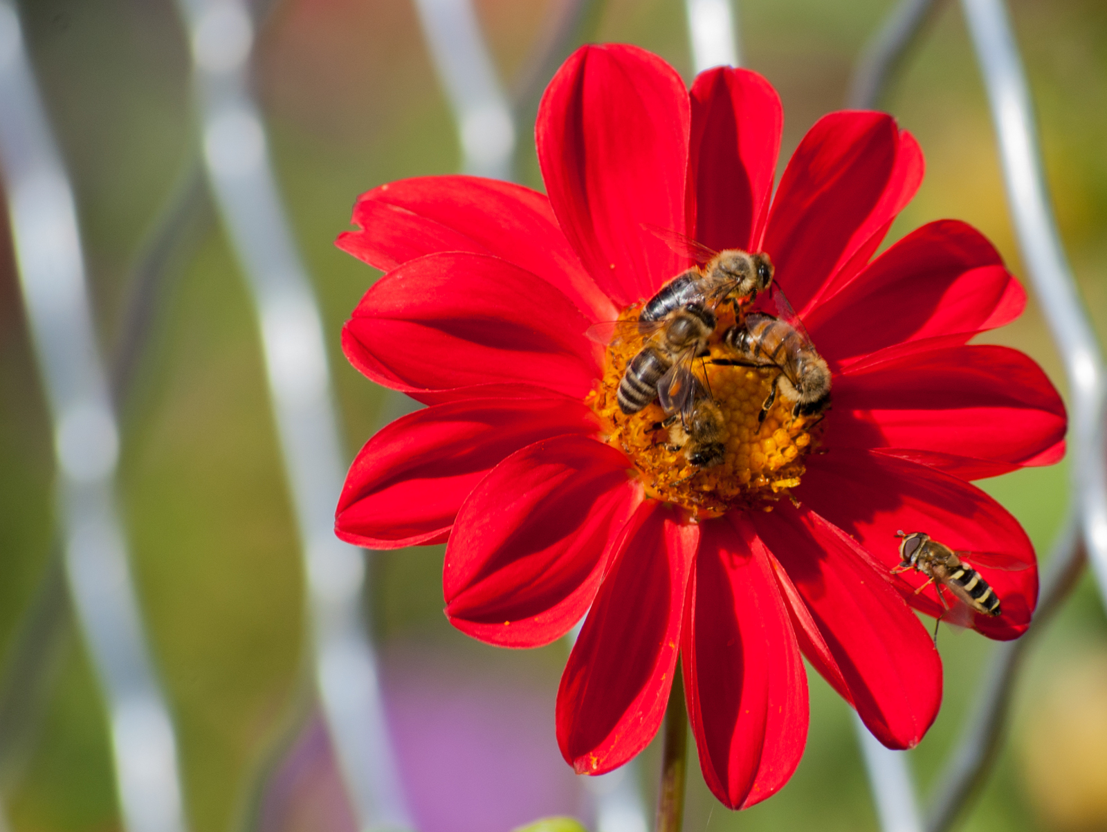 Leftovers are sweet - My, Bees, Flowers, The photo, Insects, Nikon D40, Nikkor, Longpost