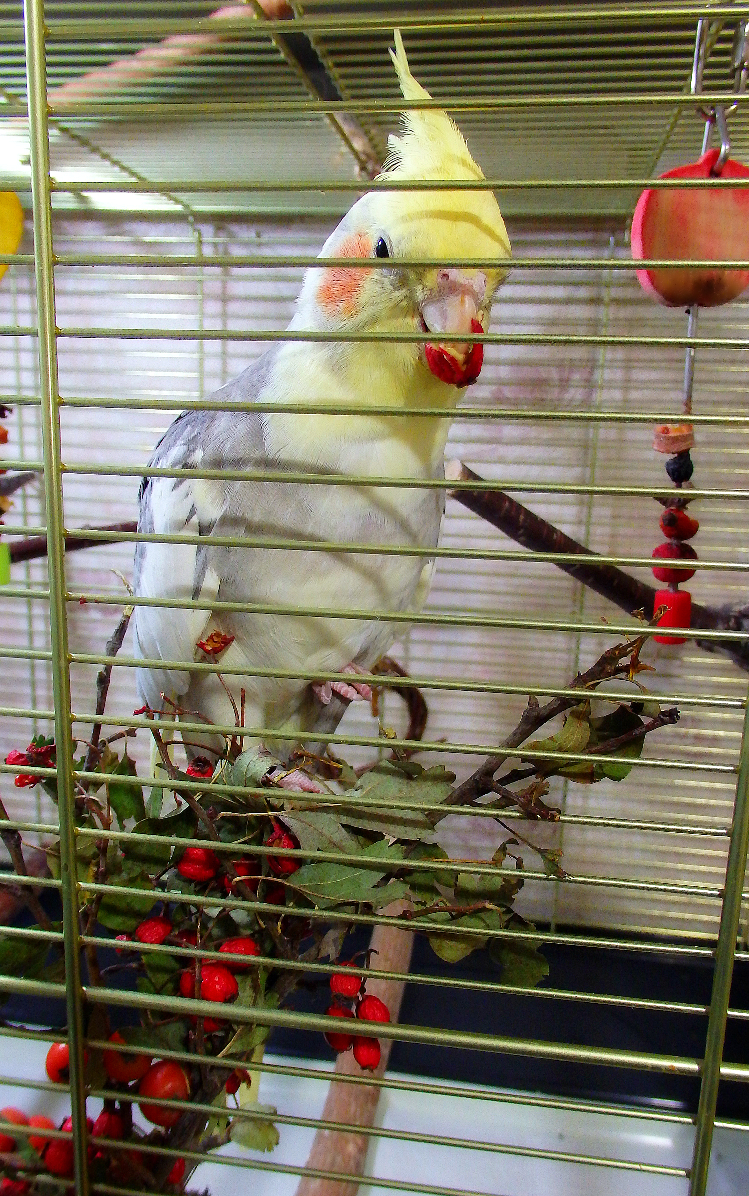 Crested lovers of hawthorn. - My, Birds, A parrot, Corella, , Berries, Nutrition, Longpost