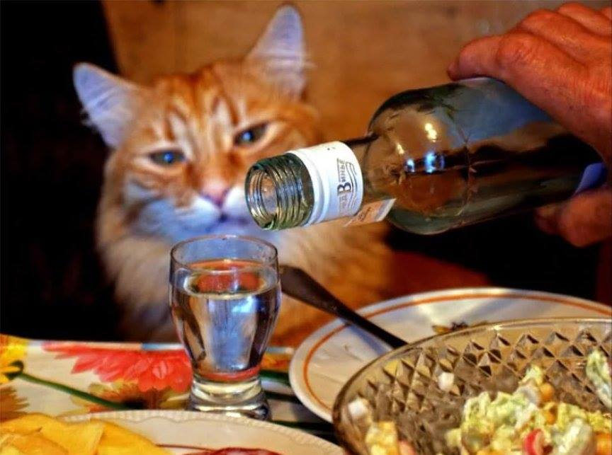 - No-no, fraerok, full © - cat, Catomafia, Bottle, A glass of vodka, , Experienced