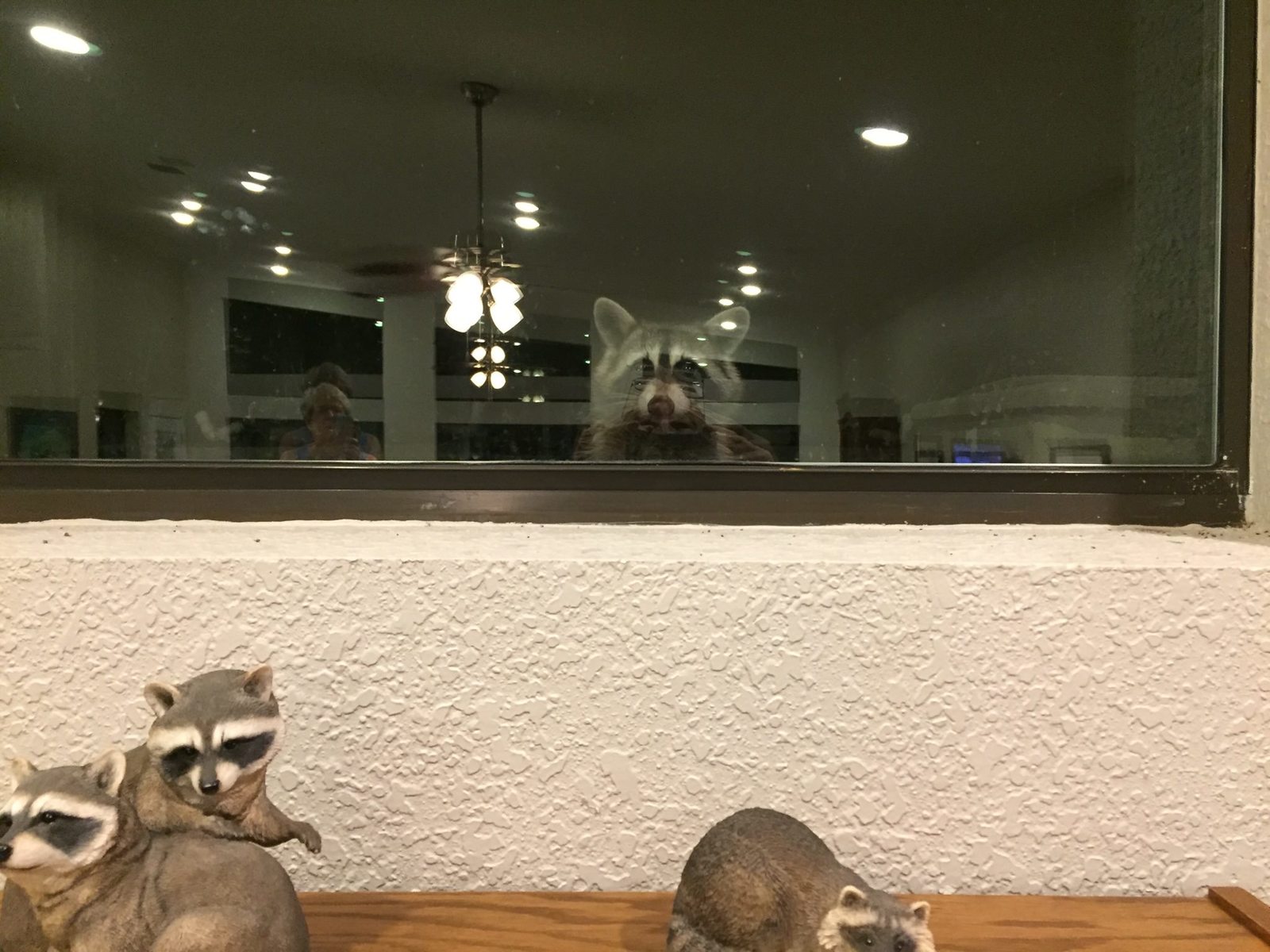 Rescued raccoon comes to visit - The photo, Raccoon, Reddit