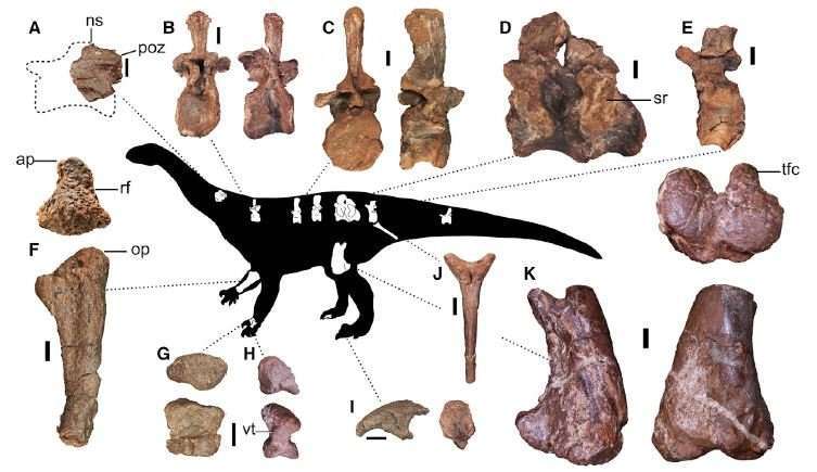 Jurassic sauropodomorph from South Africa told scientists how his relatives switched to walking on four, not two legs - My, Dinosaurs, Paleonews, Paleontology, Evolution, The science, Animals, Biology, Longpost