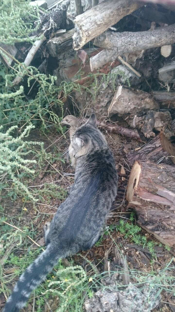 Manual hunter - My, cat, Mining, Nature