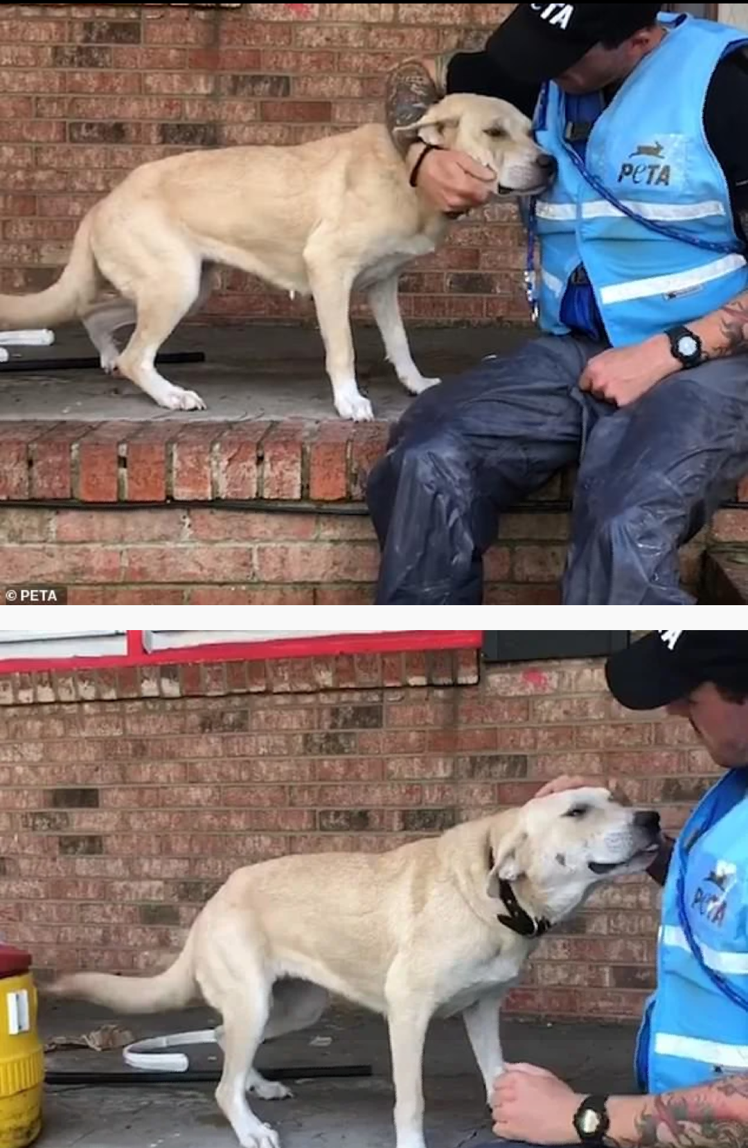 Touching photos from the US, where animal rights activists rescued a dog that was abandoned in a flooded house. - Touching, Animals, Dog, The rescue, Help, USA, America, news, Longpost