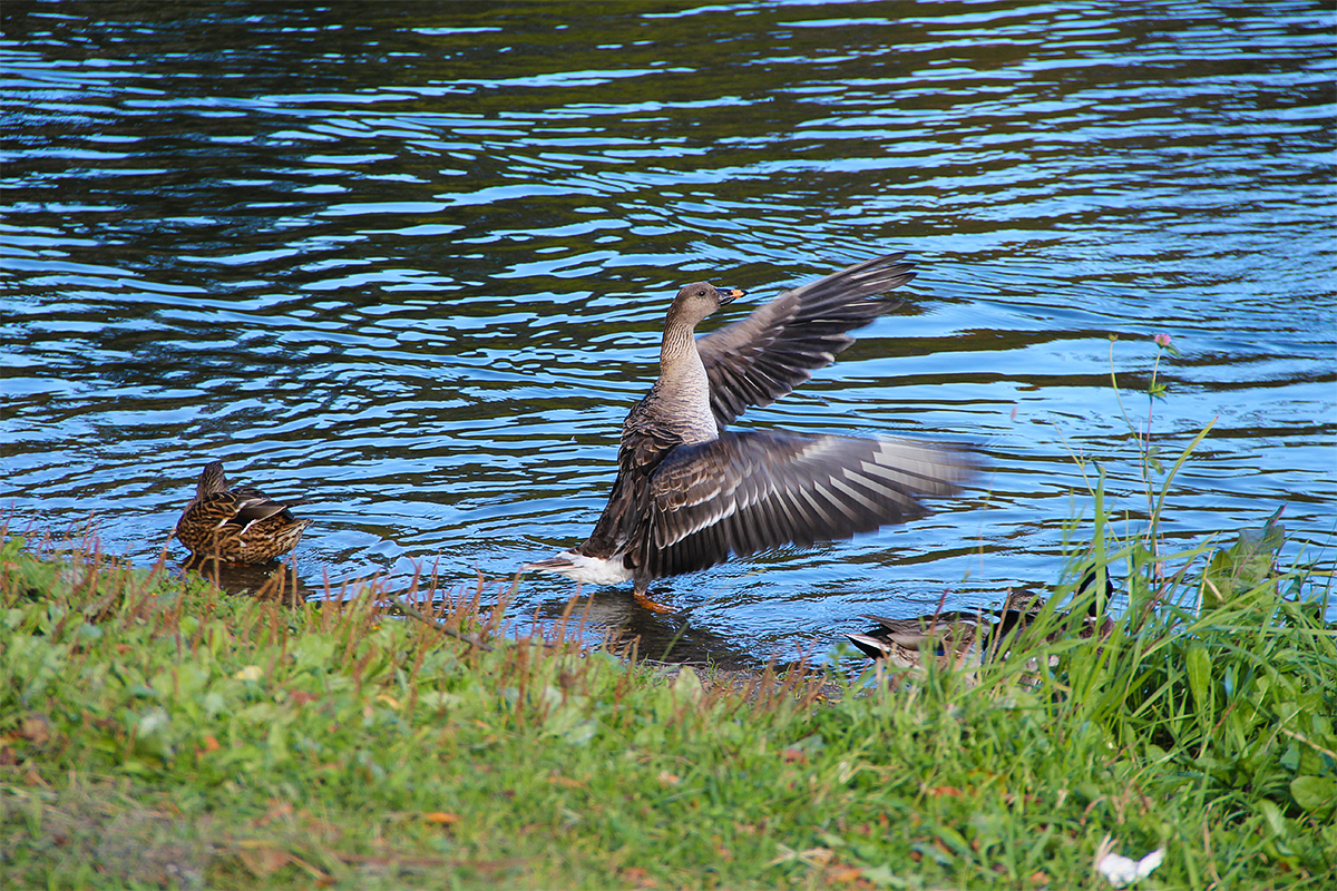 Duck, duck, goose - My, Гусь, Grey goose, Duck, The photo, Autumn, wildlife, Longpost