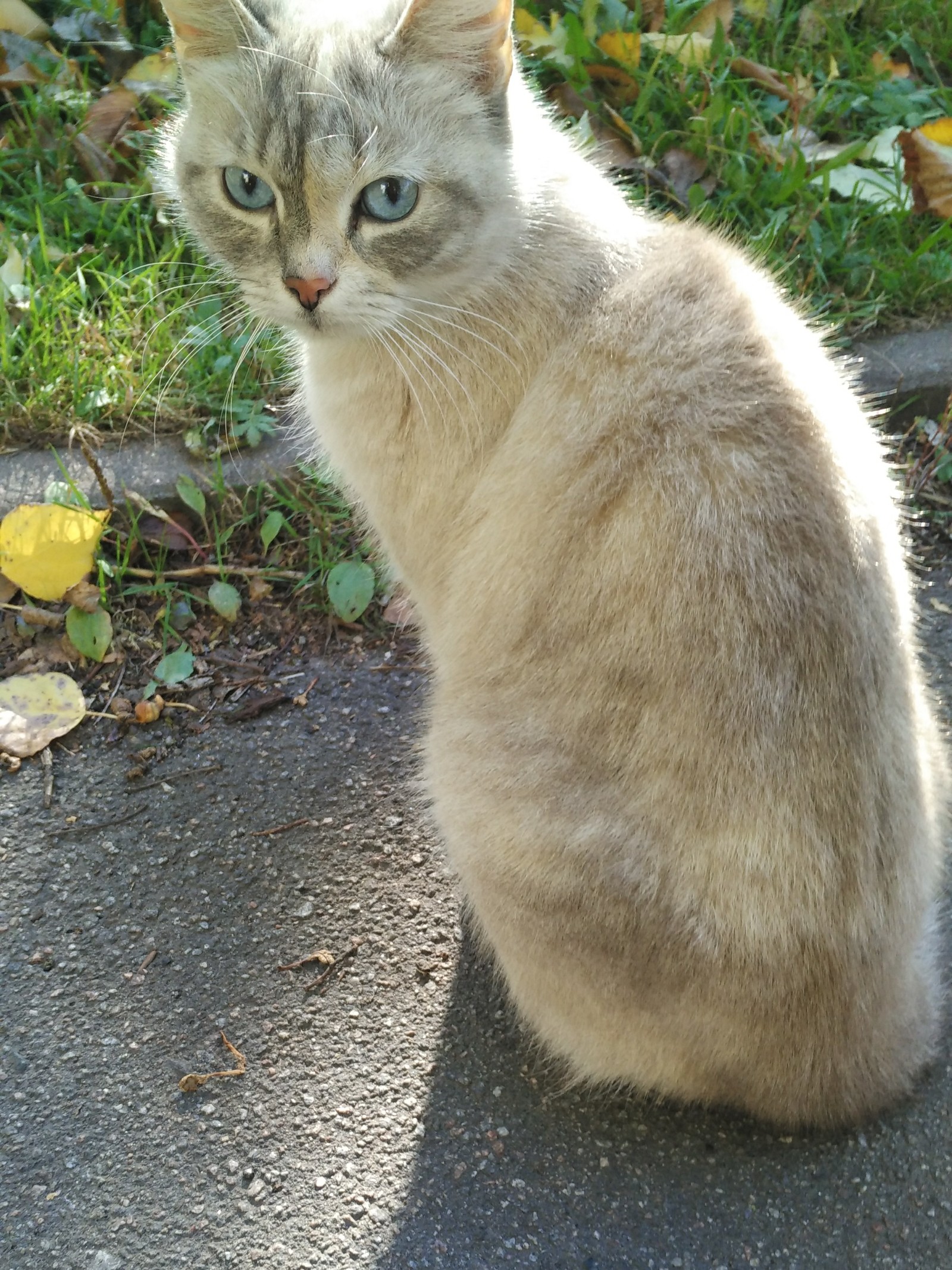 Found cat St. Petersburg - My, Find, Lost, Pets, Found a cat, Saint Petersburg, cat, In good hands