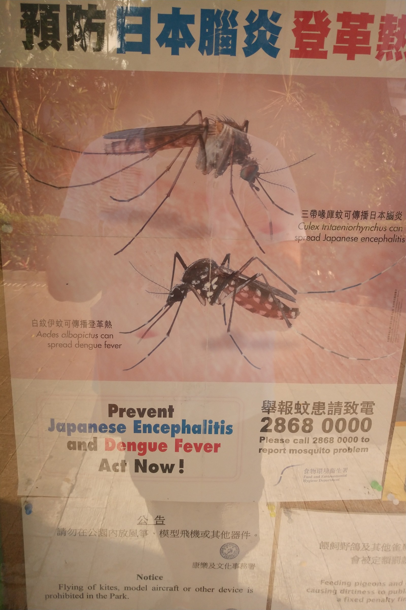 Mosquitoes carry Encephalitis - My, Hong Kong, Mosquitoes, China