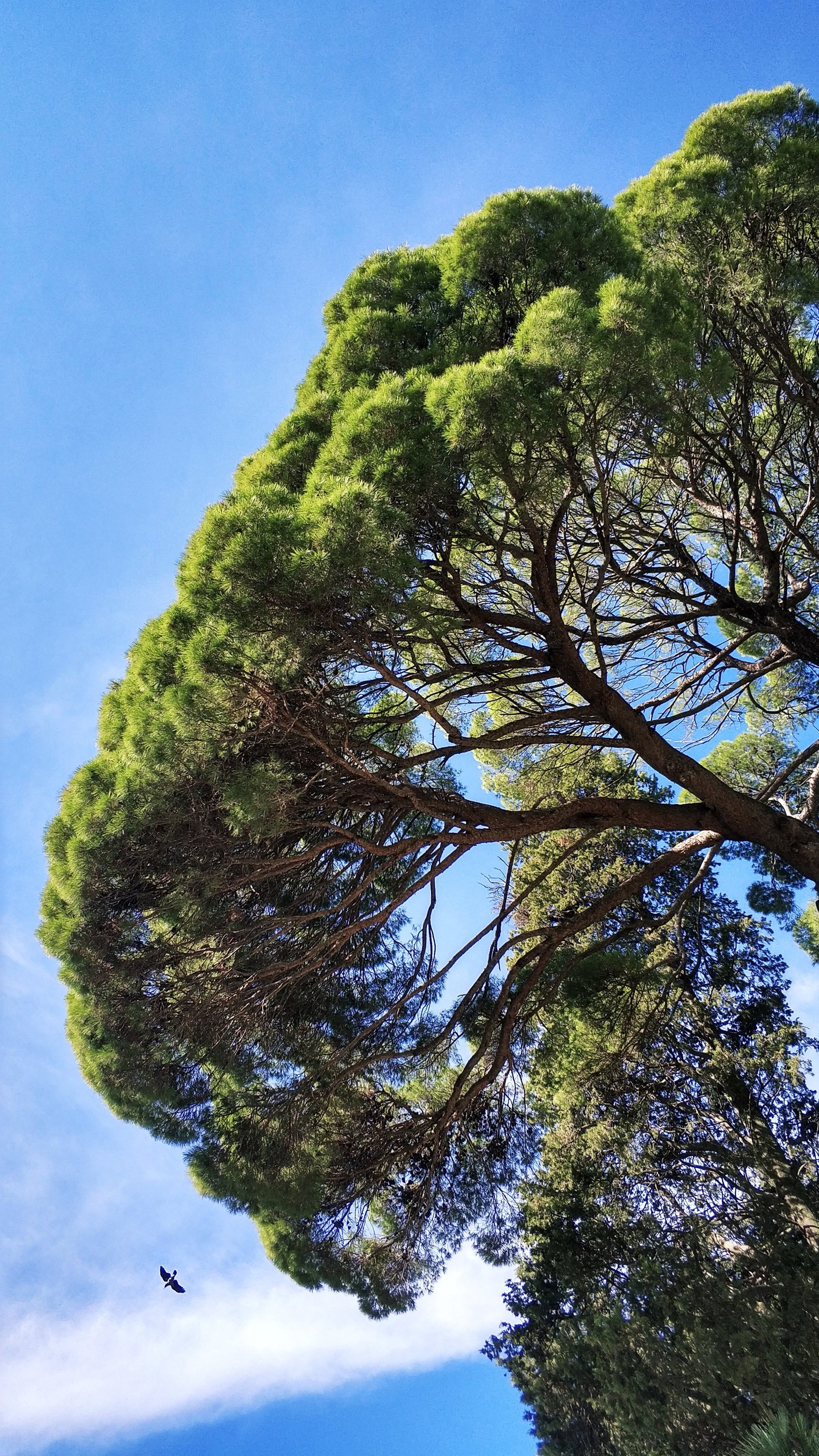 A bit of beauty from Naples in September - My, Naples, Vesuvius, Autumn, Nature, Longpost