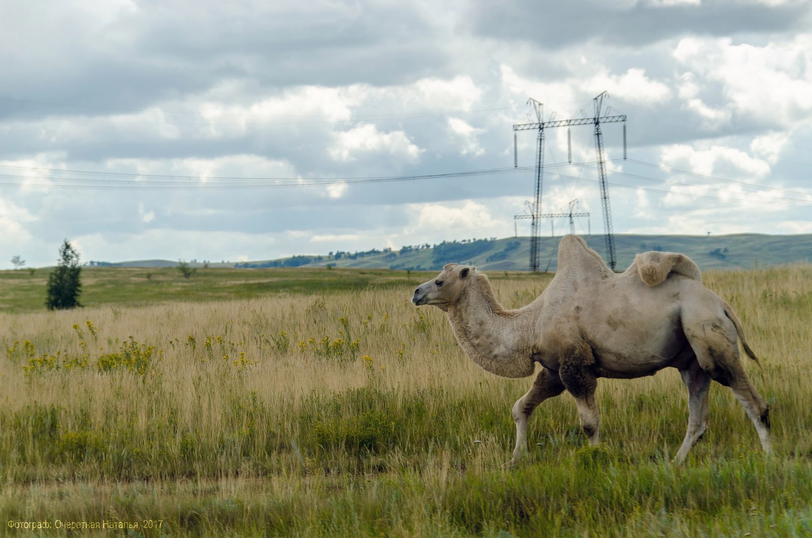 On the way to Chelyabinsk... - My, Camels, Nature