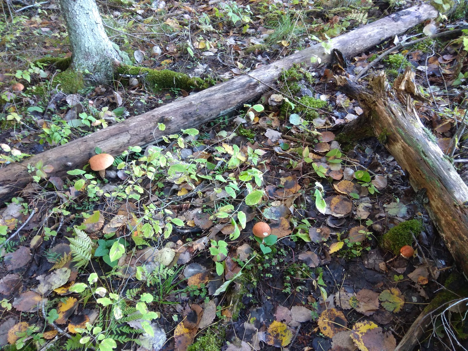 Silent hunt for a ringing treasure) - My, Silent hunt, Mushrooms, Longpost