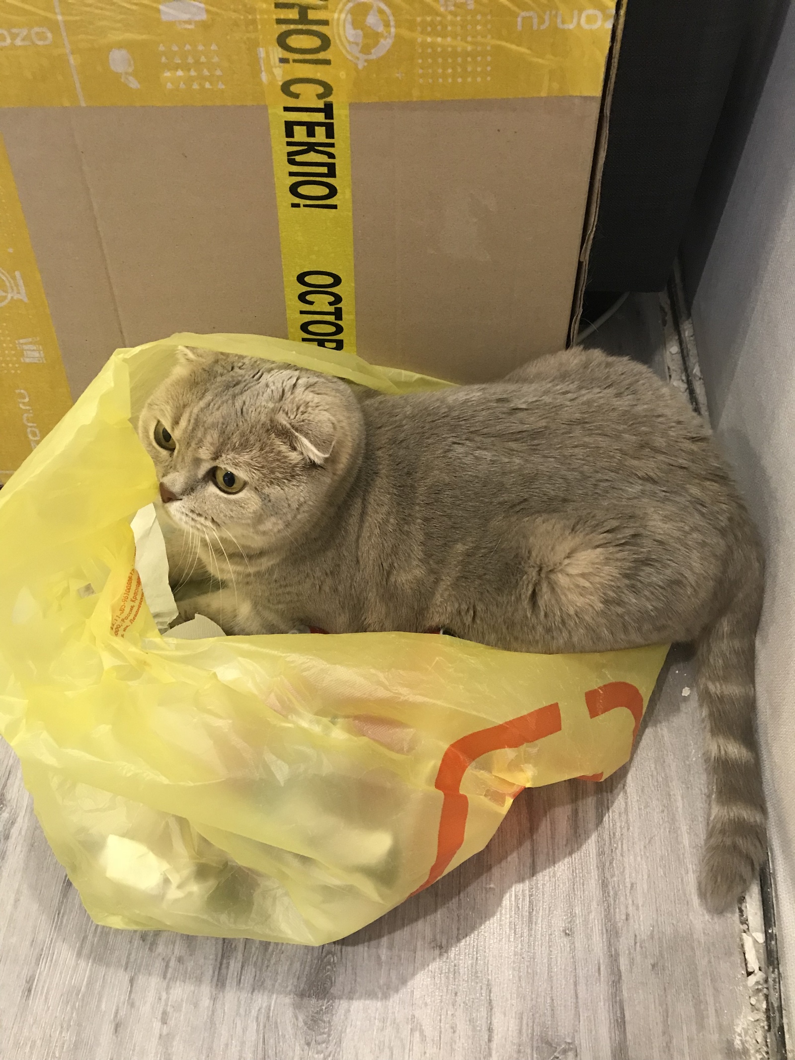 What's this? Garbage bag? Great place...lay down here! - My, cat, Catomafia, Fluffy, Milota, Longpost