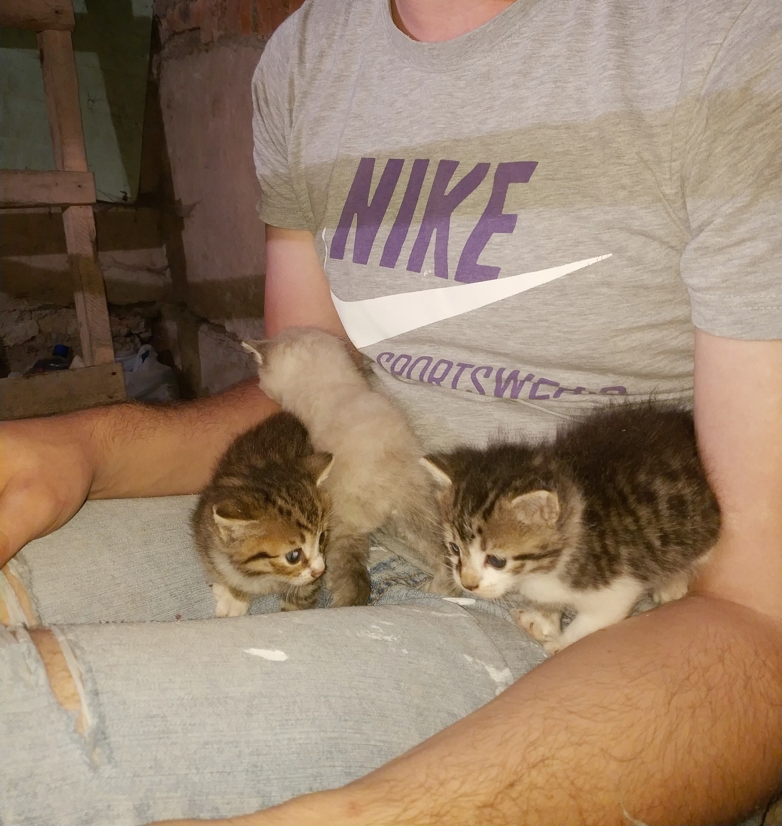 Help - Help, Kittens, Longpost, cat, Moscow, Looking for a master, In good hands, Pets, Helping animals