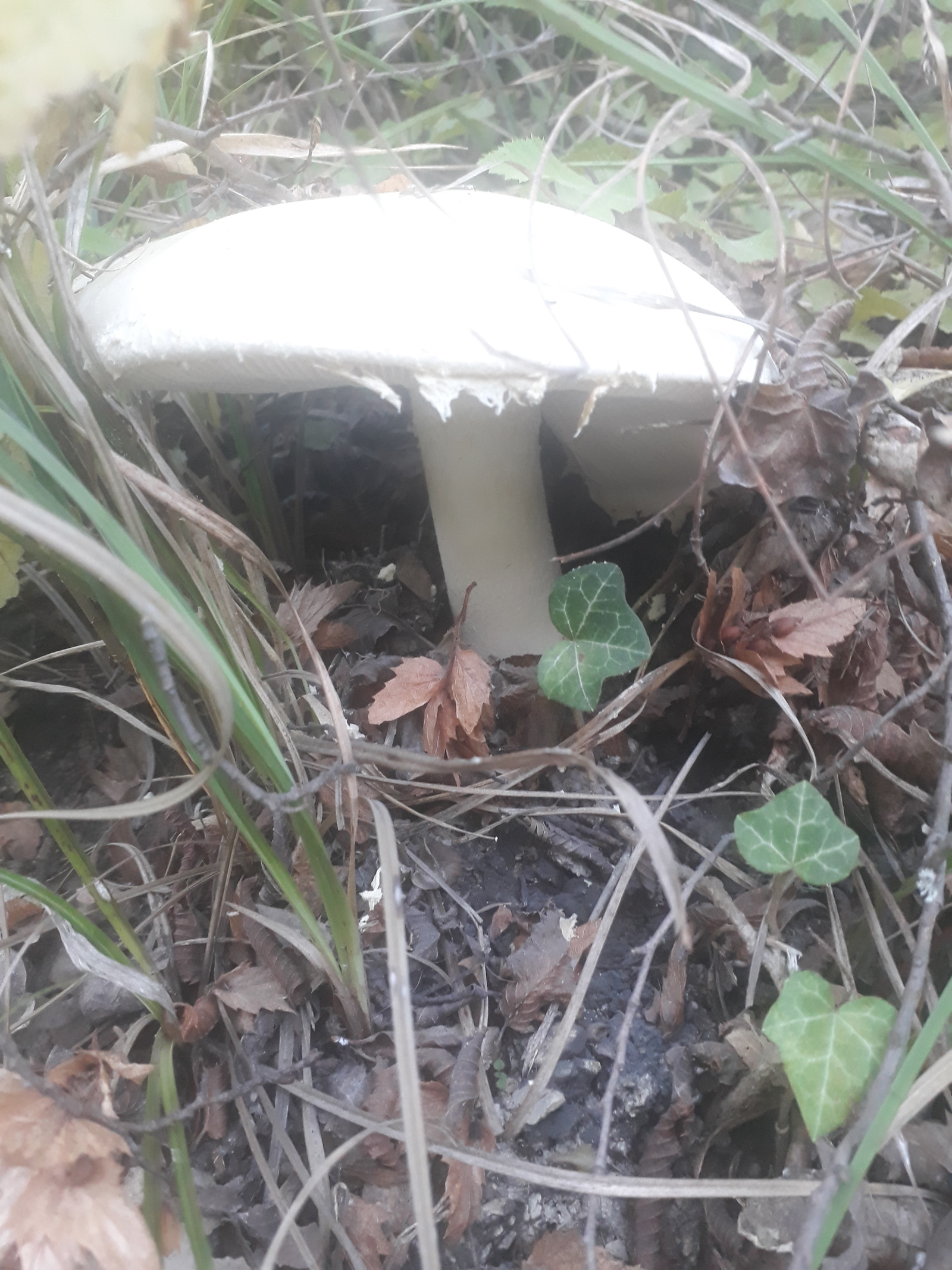 What kind of mushroom? - My, Mushrooms, , Longpost, Question