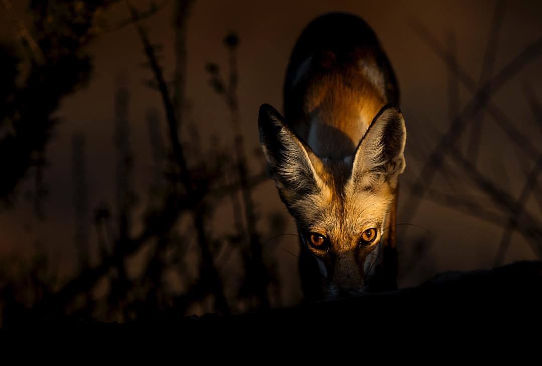 Night Hunter. - Fox, The photo, Animals