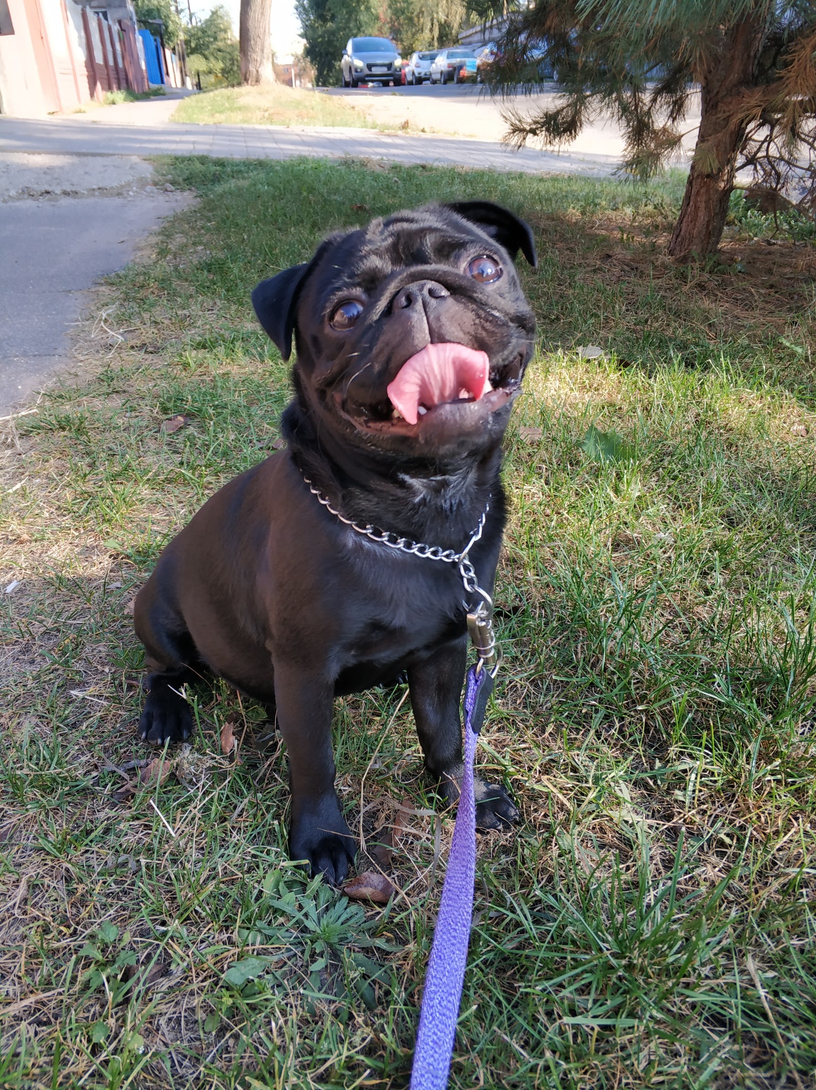 Joy to the last warm days - My, Pug, Pet, Dog, Pets