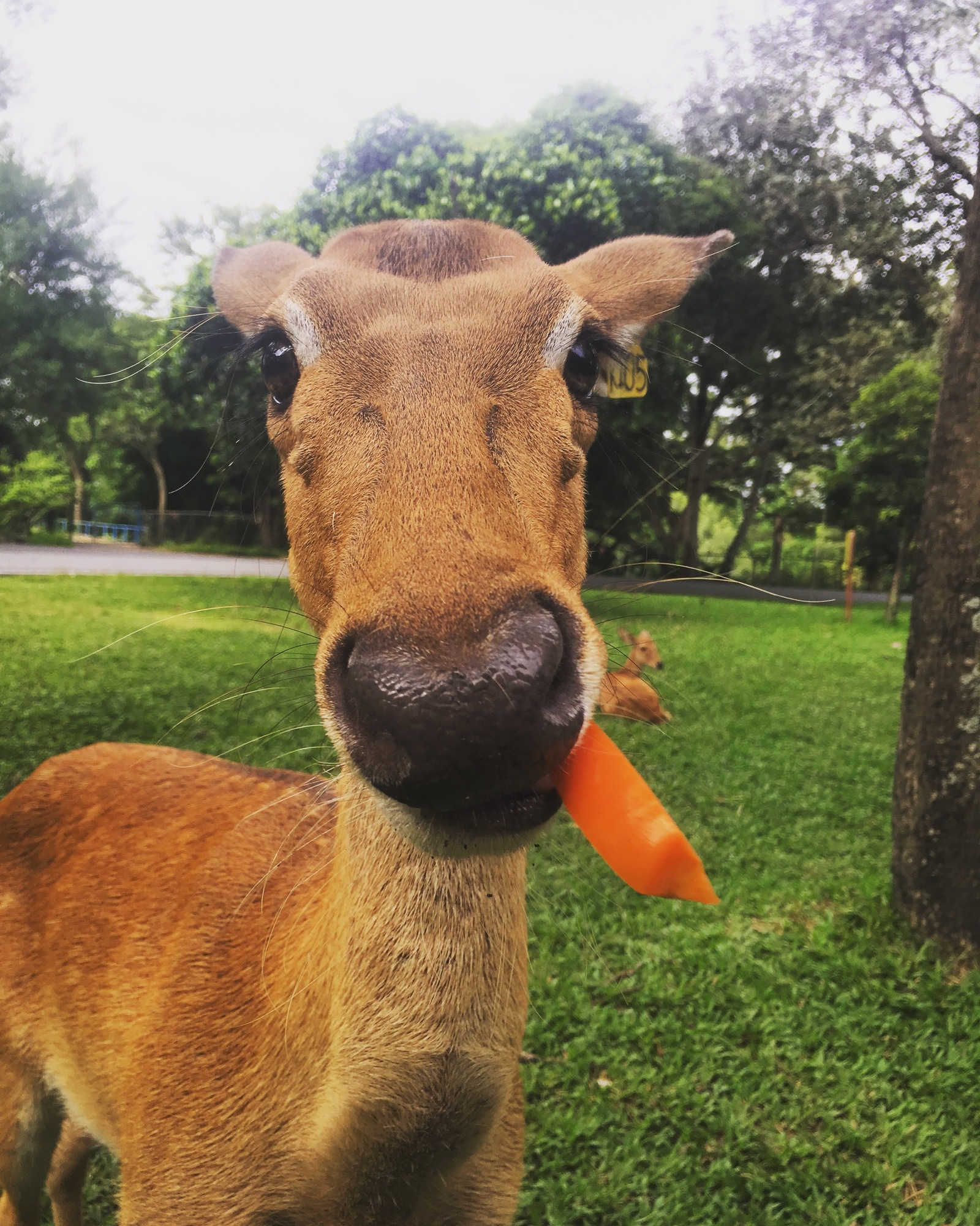 deer lira - My, deer lira, Deer, Animals, Khao Kheow, Thailand, Zoo, Deer