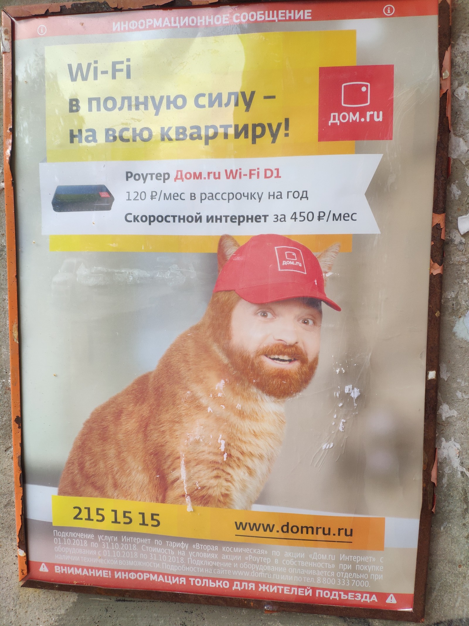 Creative from dom.ru draws on a new meme - My, Advertising, Memes, cat, Internet