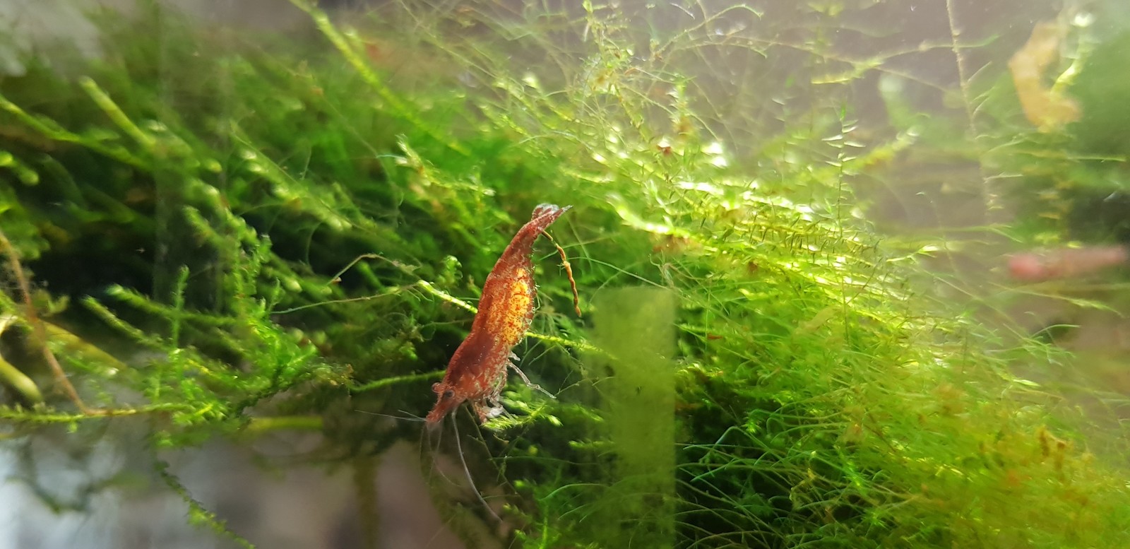 Neocaridina cherry - My, Shrimps, Aquarium, , Longpost