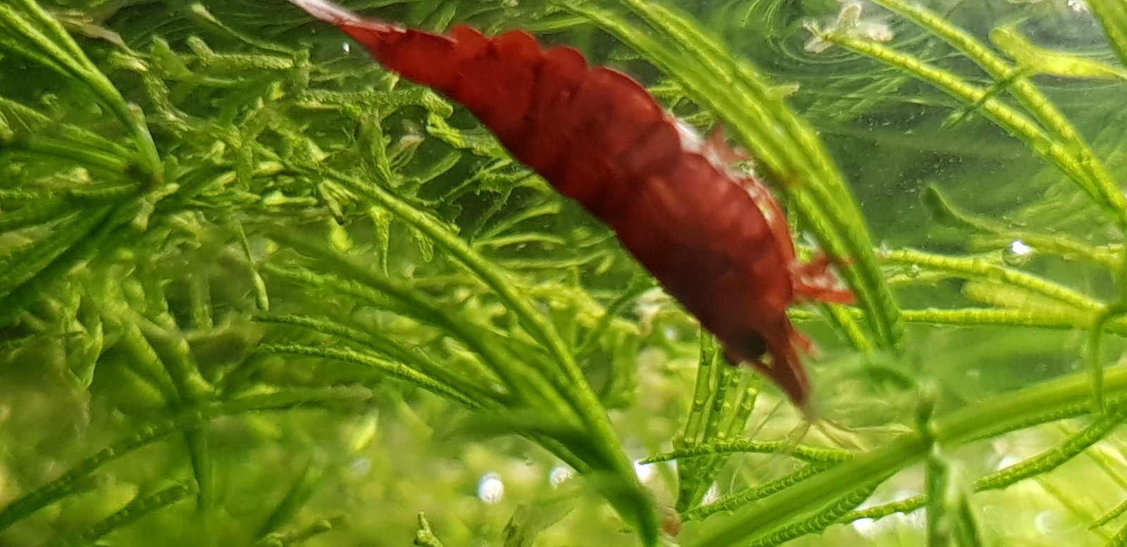 Neocaridina cherry - My, Shrimps, Aquarium, , Longpost