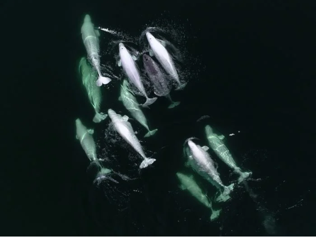 A pod of beluga whales has adopted an orphaned narwhal in Canada. - Animals, Water, Nature, Interesting, news, Canada, Whale, , Narwhals