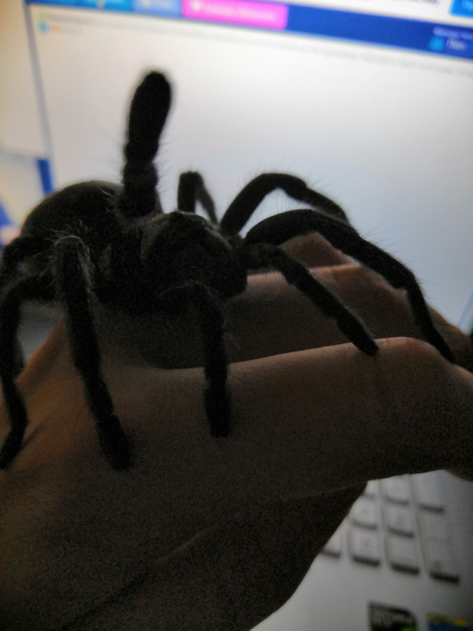 Give 5! - My, Spider, Arachnophobia, High five