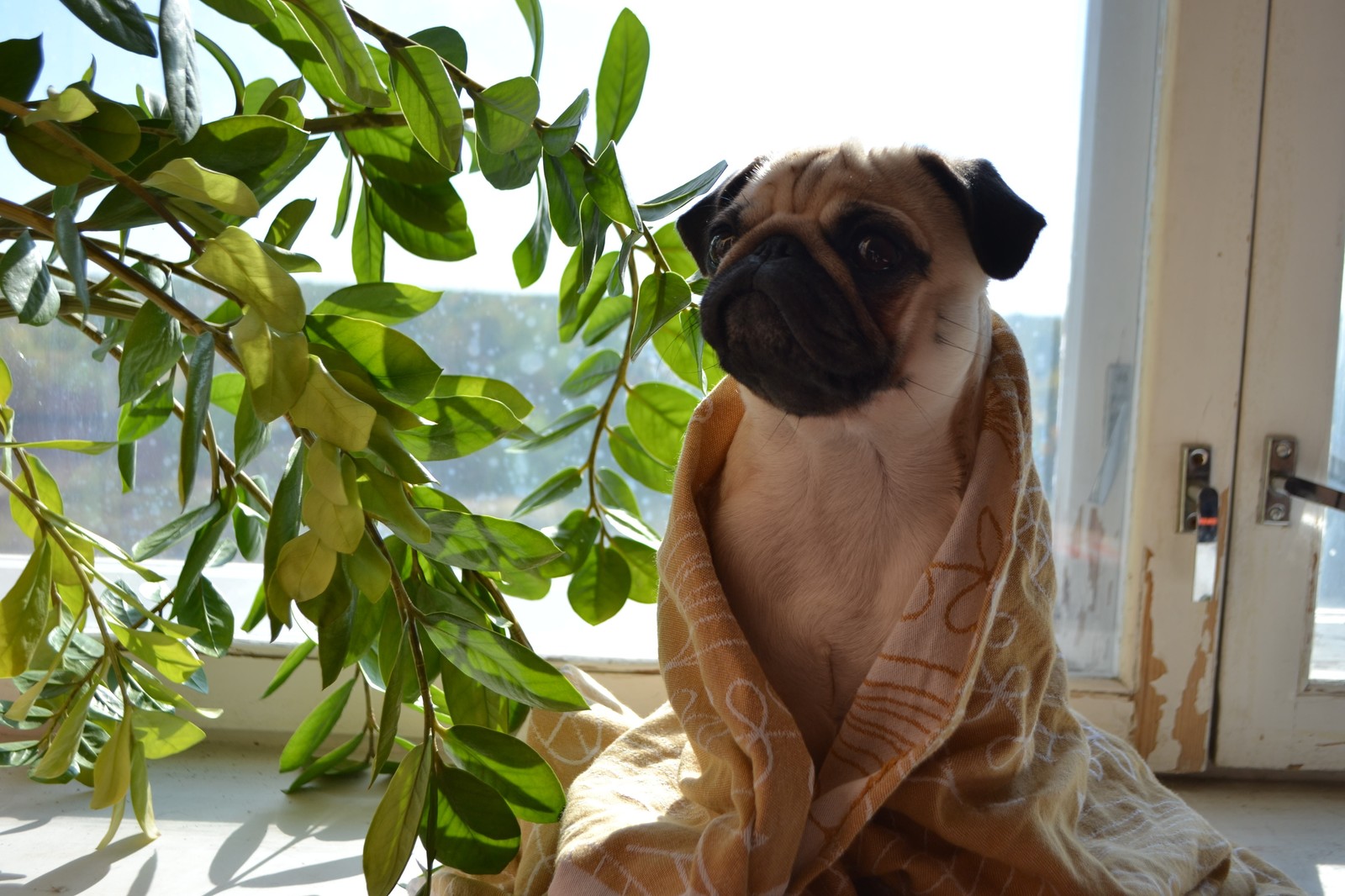 It's cold, waiting for heating) - My, Pug, Dog, Heat, Plaid, Tea, Autumn