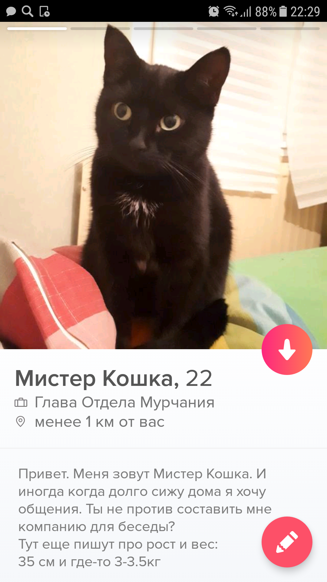 mr cat - A cat named Cat, I will give, Longpost, cat, In good hands, Saint Petersburg