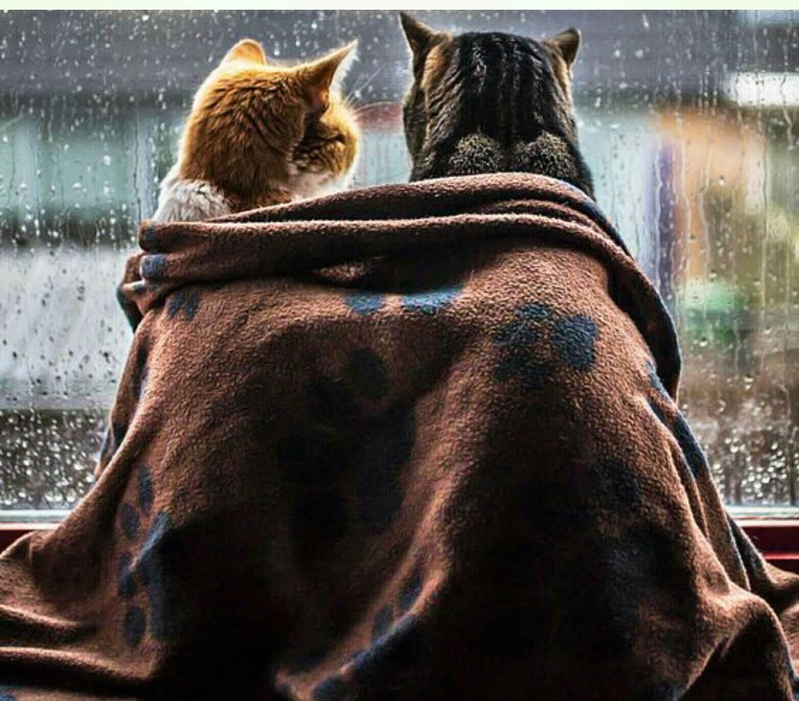 Теплая ночь в холодный день. Уютного вечера. Дождь за окном. Осень кошка на окошке. Котик за окном дождь.