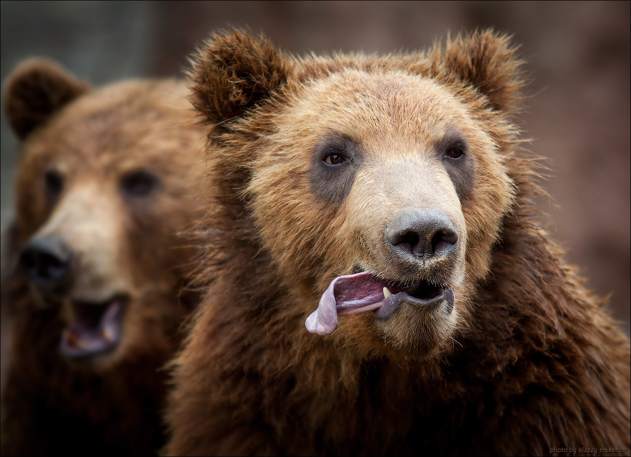 tongued - The photo, The Bears, Language