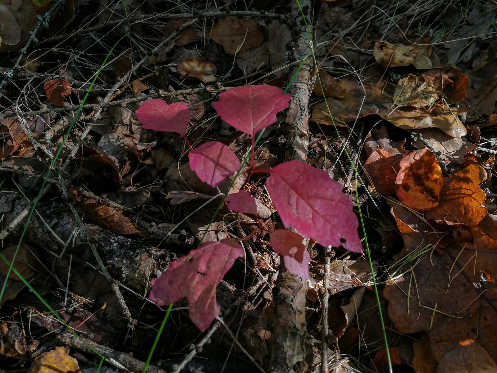 Photo bike ride - My, Longpost, Dzerzhinsk, Mobile photography, The photo, Autumn, Mushrooms, Huawei mate 9