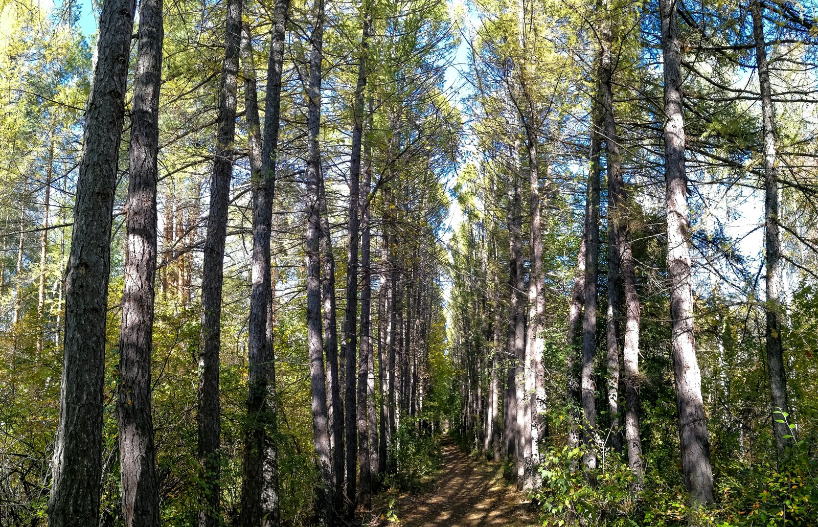 Photo bike ride - My, Longpost, Dzerzhinsk, Mobile photography, The photo, Autumn, Mushrooms, Huawei mate 9