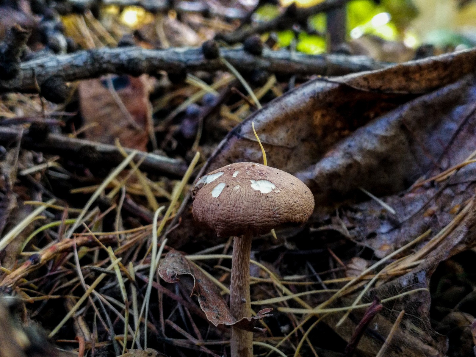 Photo bike ride - My, Longpost, Dzerzhinsk, Mobile photography, The photo, Autumn, Mushrooms, Huawei mate 9