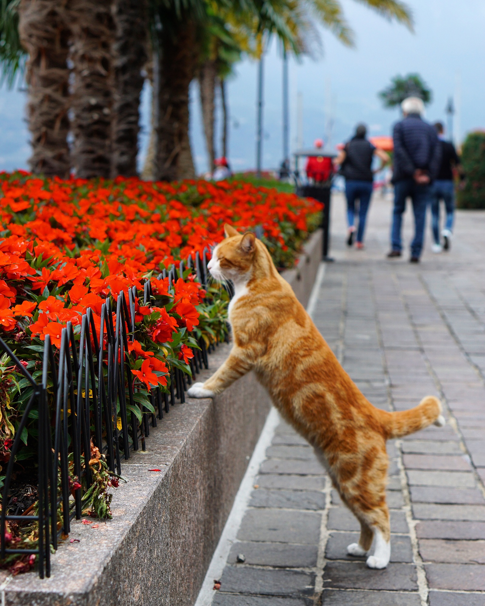 well fed guy - My, cat, The photo