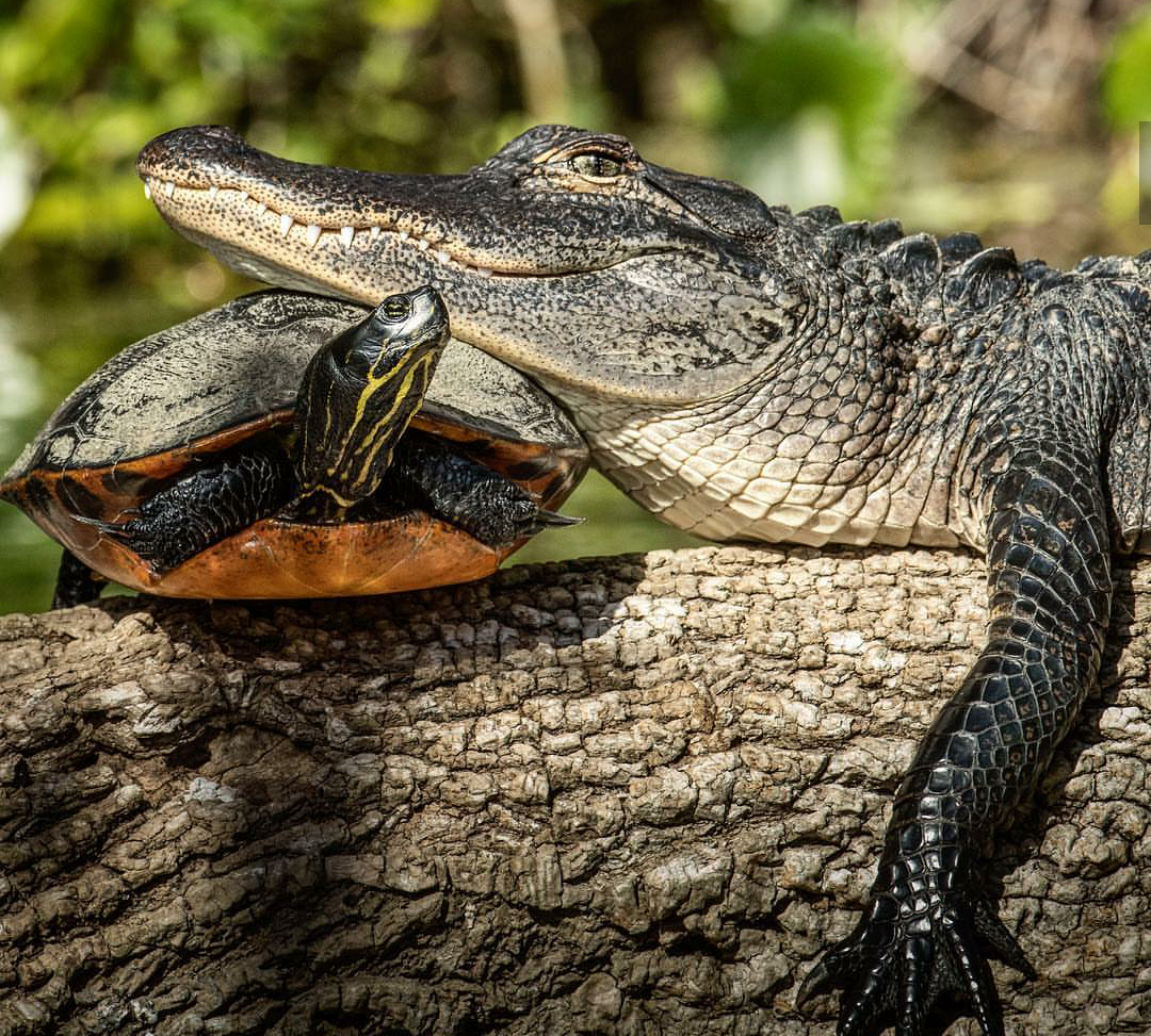 sunbathing - Alligator, Turtle