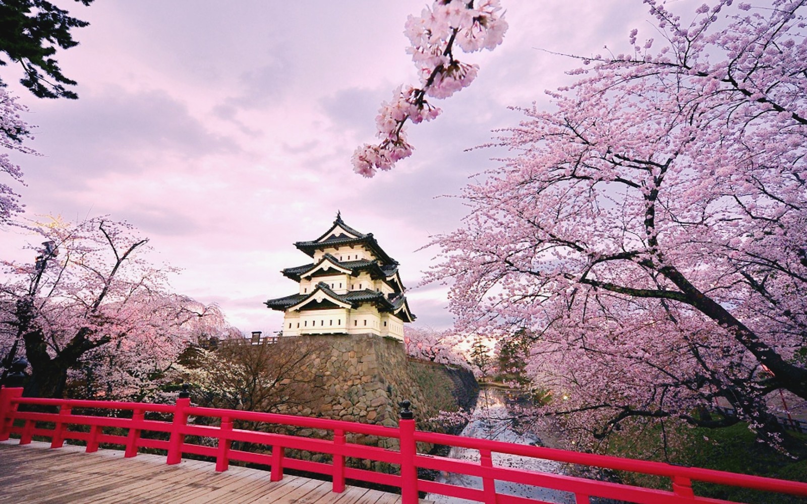 The cherry blossoms are just mesmerizing. - Japan, beauty, Nature, Landscape, Sakura