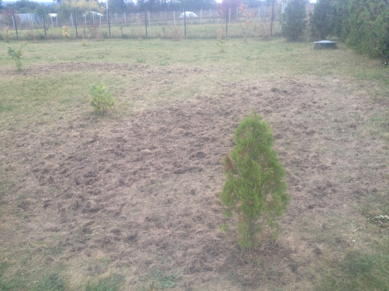 Birds, their mother! - My, Birds, Lawn, Dacha, Longpost