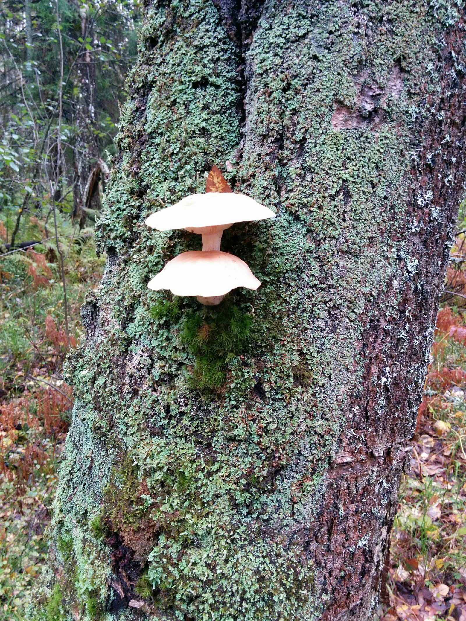 What is this mushroom? - Mushrooms, Forest, Longpost