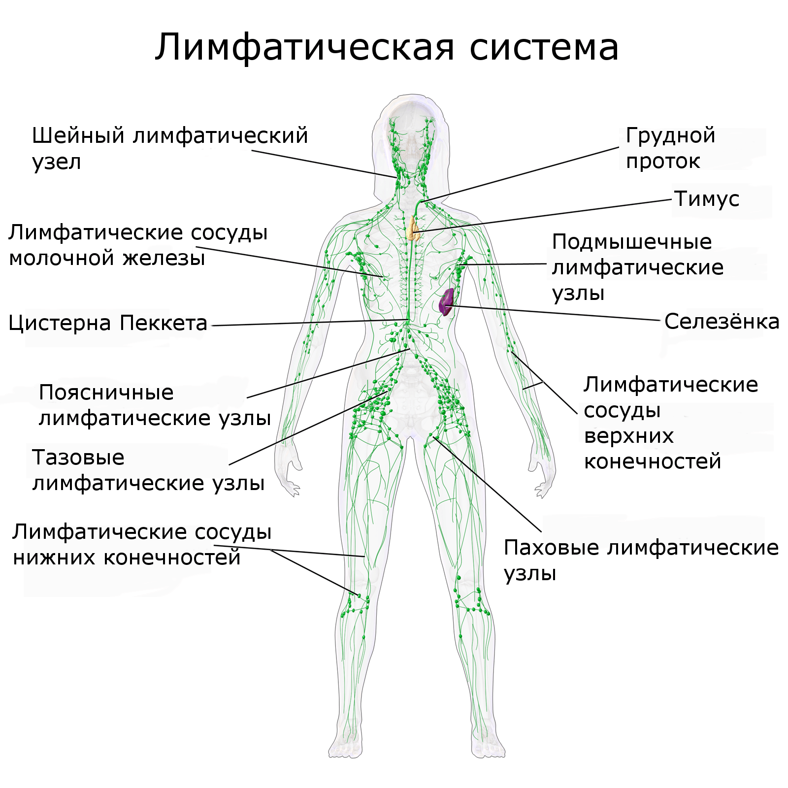 Днем у мозга нет времени на уборку. Оно появляется ночью, во время сна. |  Пикабу