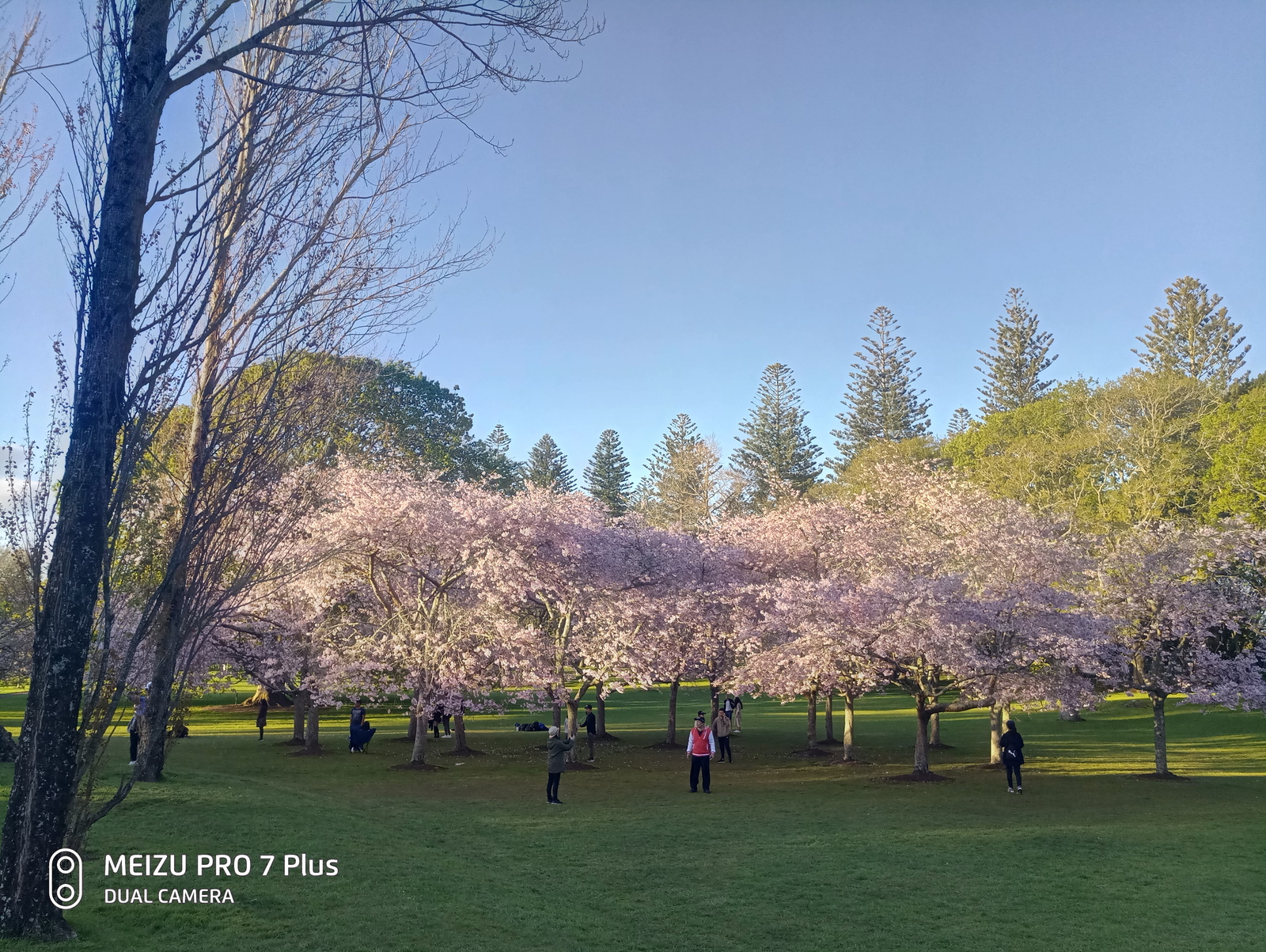 sunset sakura - My, Sakura, The photo, Flowers, New Zealand, Longpost