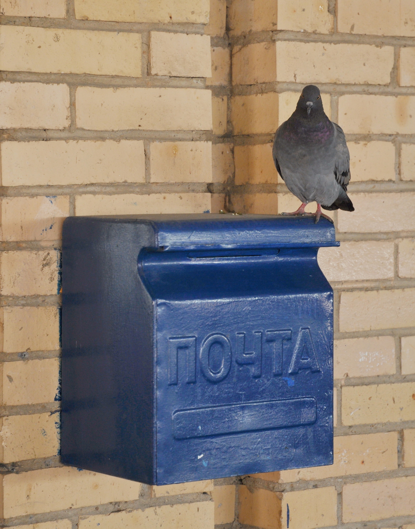 No wonder: the carrier pigeon checks the delivery address - My, Pigeon, mail, Post office, Volokolamsk, Bus station, Patp, Longpost