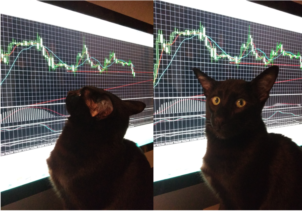 Smart Cat Trader - cat, Finance, My, Forex, Oriental cats, Schedule, 