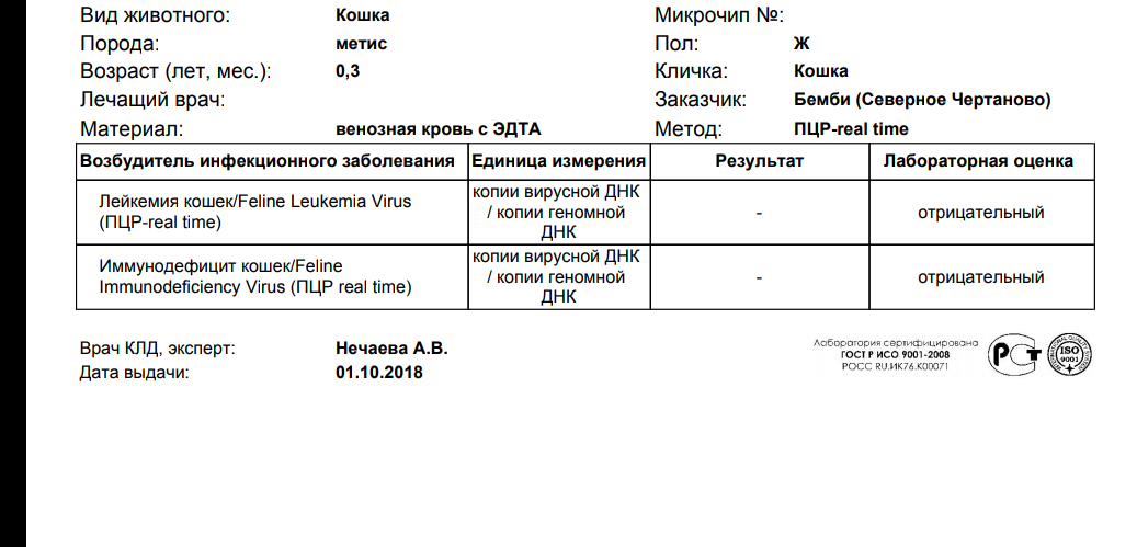 Найденыш котенок - Моё, Кот, Найденыш, Негатив, Токсоплазмоз, Длиннопост