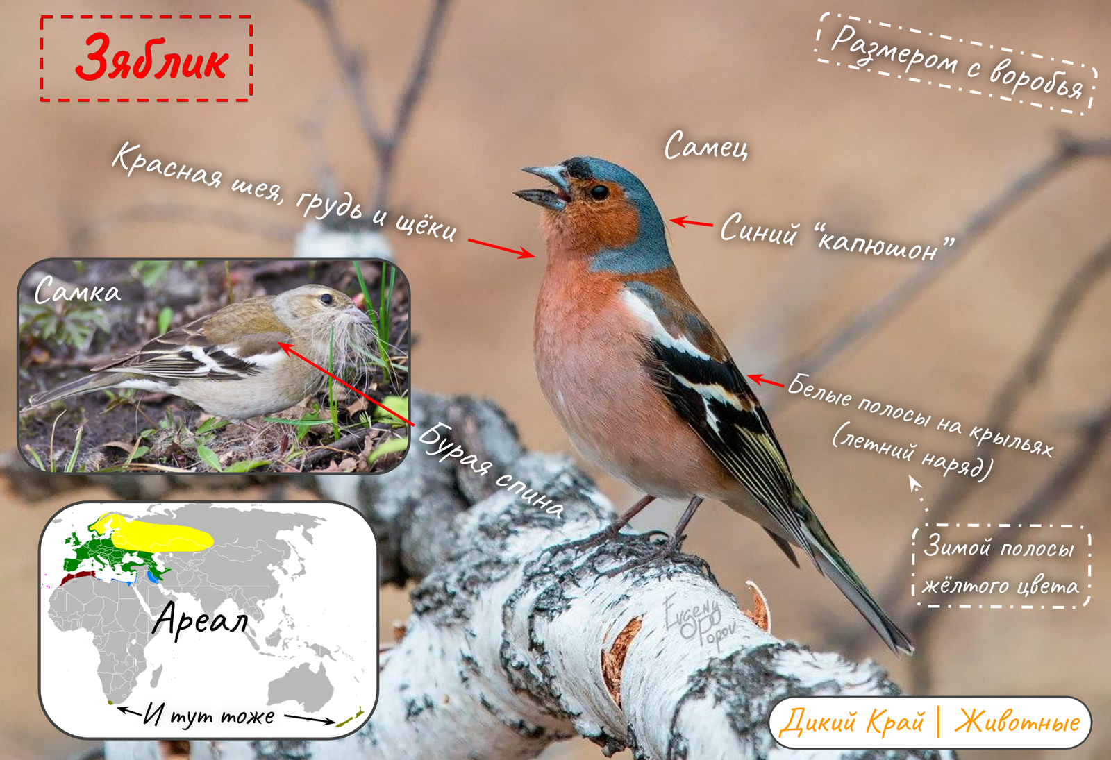 Finch (lat. Fringlla colebs) - My, Wild animals, Nature, Birds, Ornithology, Bird identification, Animals