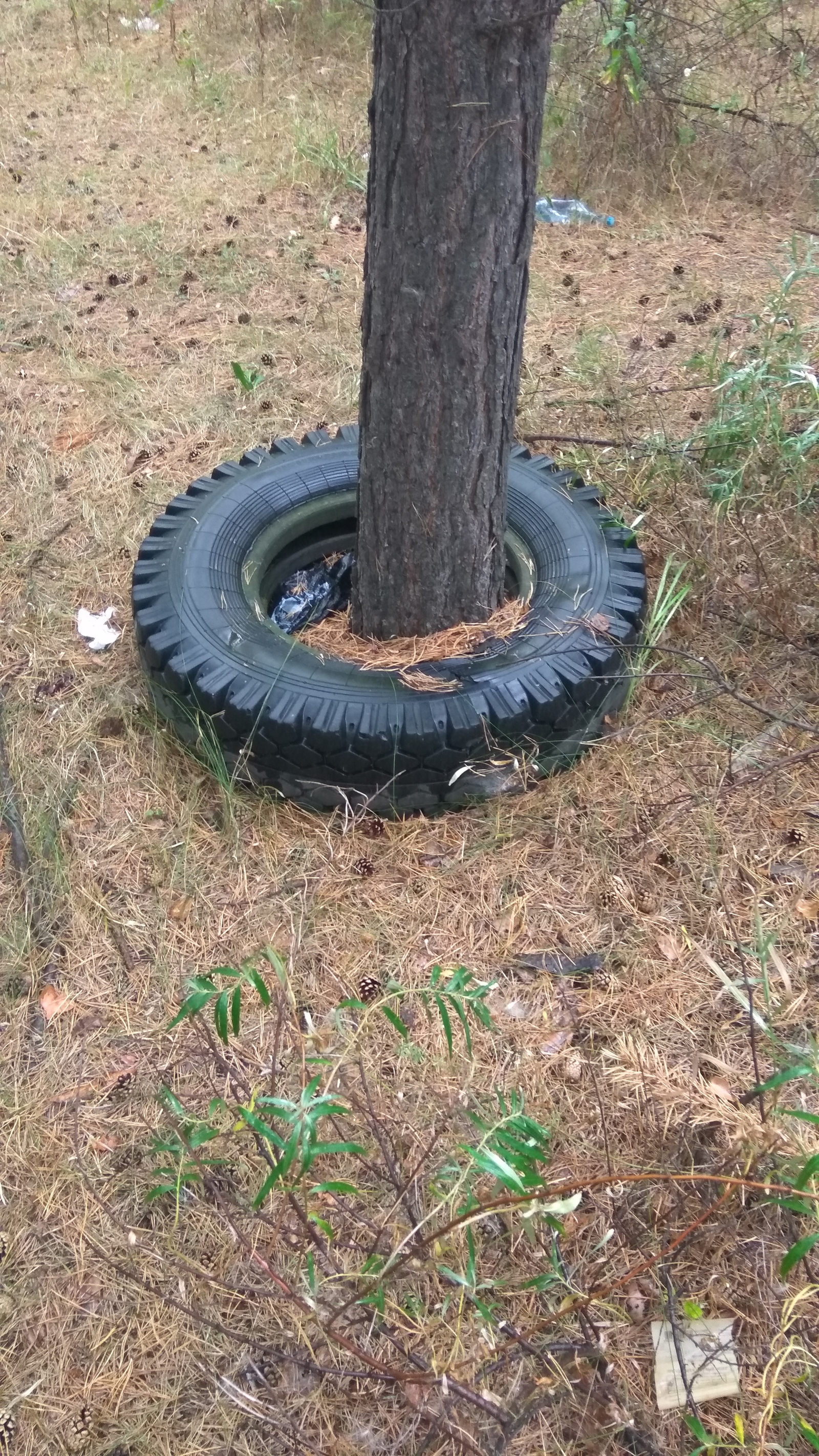 The tire is intact, and the height of the tree is about 20 meters. - My, Tree, Tires, Environmental pollution, Longpost