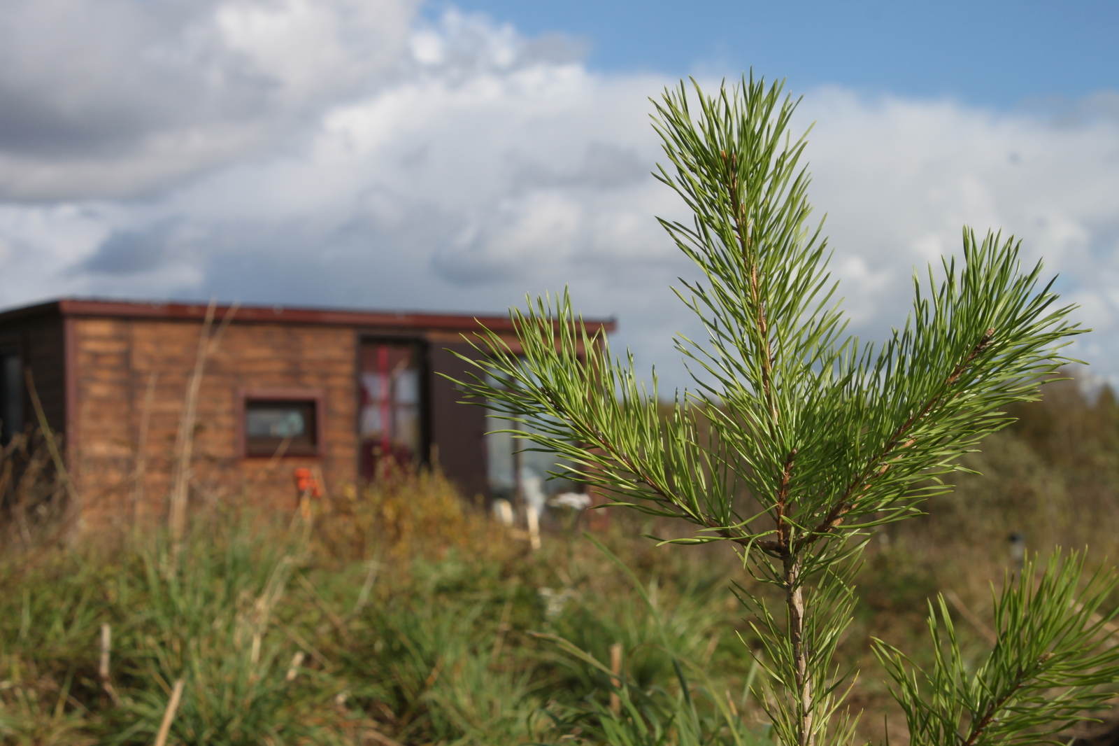 Planted 120 pines - My, Dacha, Gardening, Forest, Landscape design, , Pine, Saplings, Longpost, Landing