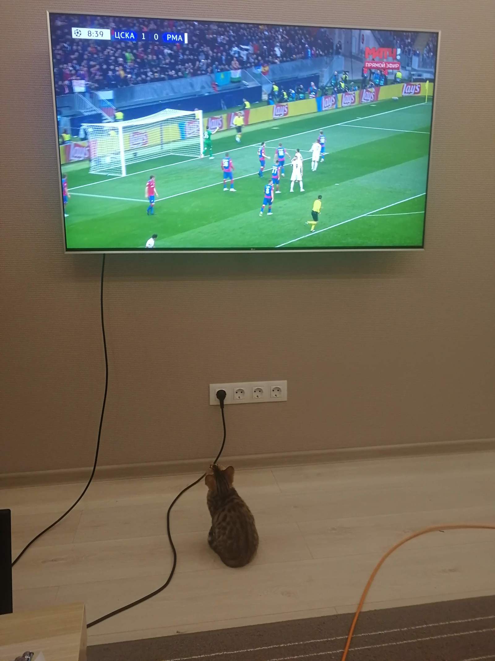 hardy and football - My, Football, cat, Bengal cat