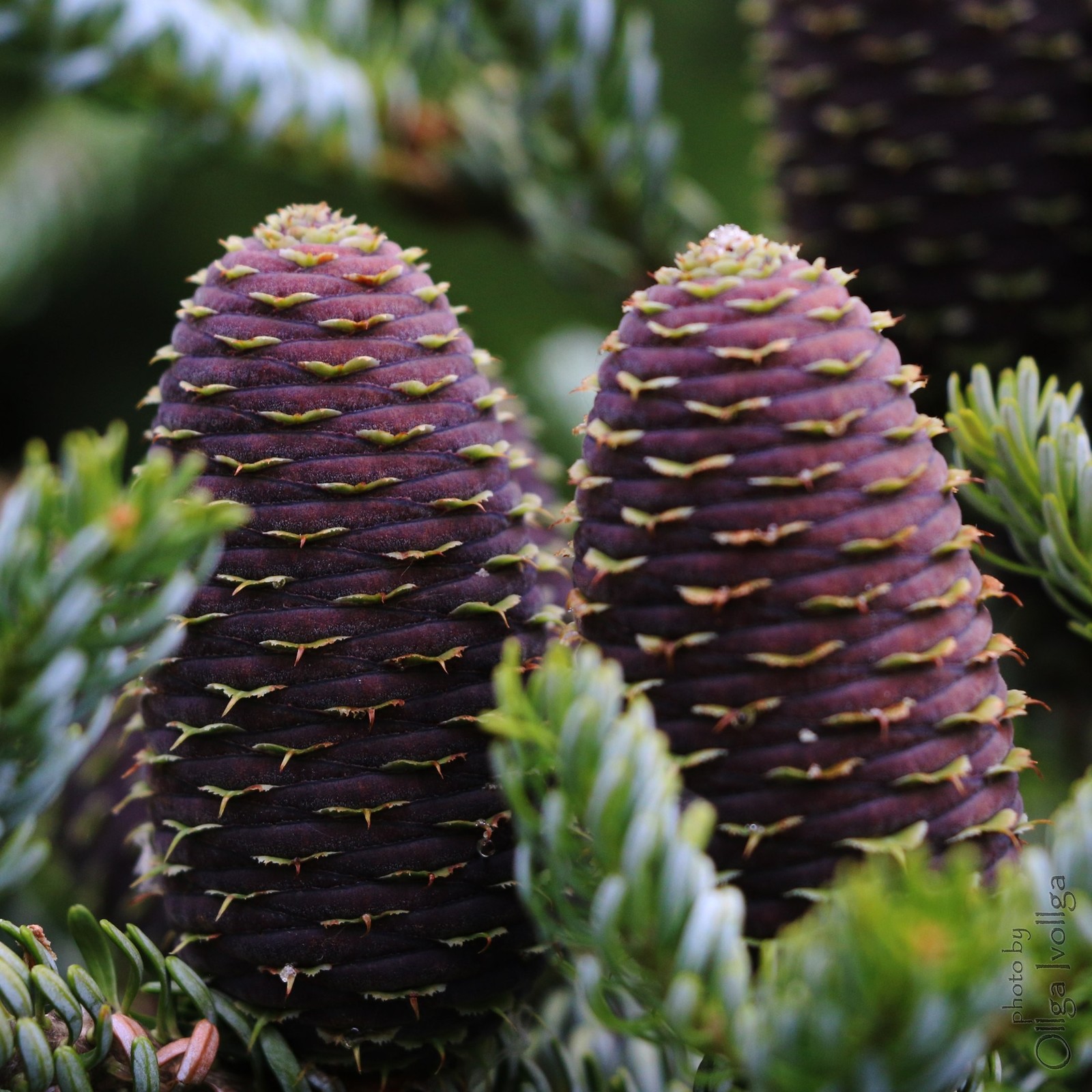 cones) - My, Cones, The photo, Forest, Nature