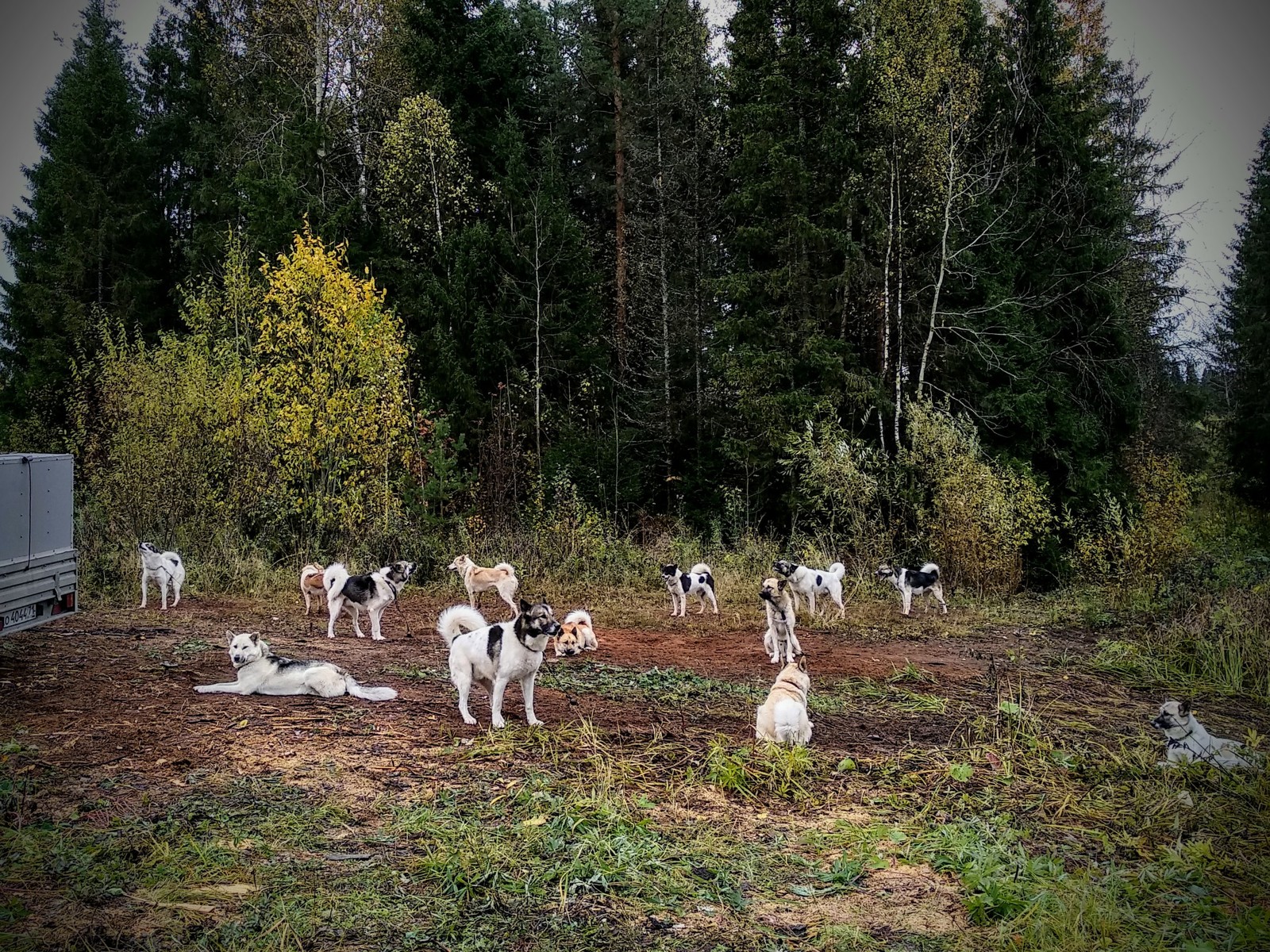 How it was: dog race Ring of Fortune 2018, Kirov - My, Riding sports, Kirov, Dogs and people, Animals, Sport, Team, Longpost