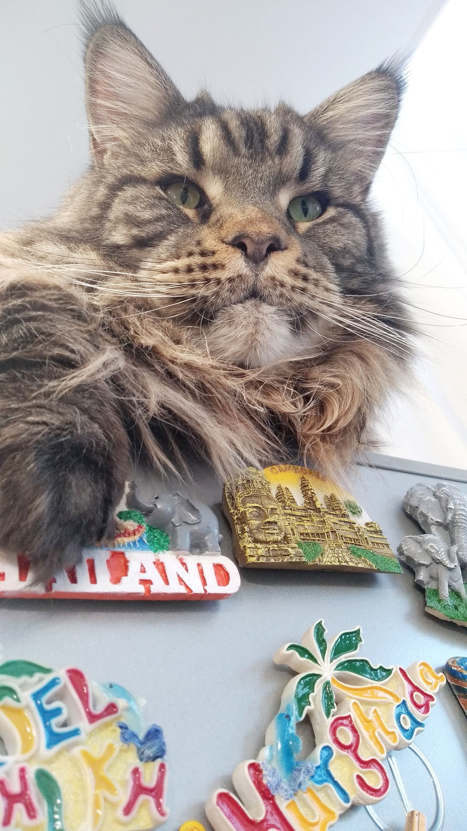 Lord of magnets - cat, My, Maine Coon